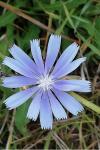 Cichorium intybus