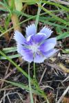 Cichorium intybus