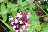 Origanum vulgare