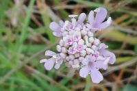Scabiosa columbaria