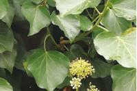 Hedera helix