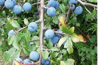 Prunus spinosa