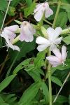 Saponaria officinalis