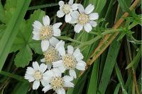 Achillea ptarmica