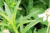 Achillea ptarmica