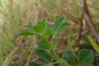 Lotus corniculatus
