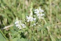 Galega officinalis