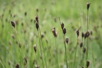 Schoenus nigricans