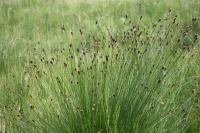 Schoenus nigricans