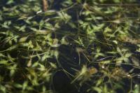 Lemna trisulca