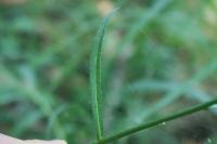 Campanula persicifolia