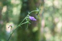 Campanula persicifolia