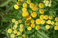Tanacetum vulgare