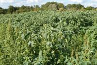 Datura stramonium