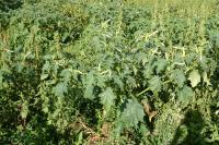 Datura stramonium