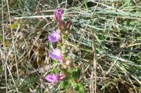 Teucrium chamaedrys