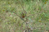 Bidens frondosa