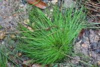 Isolepis setacea