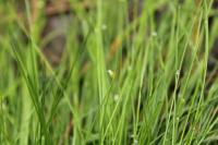 Isolepis setacea