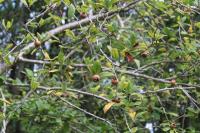 Crataegus germanica
