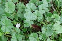 Malva neglecta
