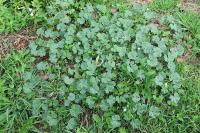 Malva neglecta