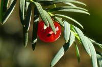 Taxus baccata