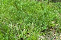 Peucedanum gallicum