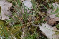 Peucedanum gallicum