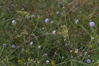 Peucedanum gallicum