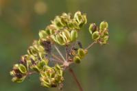 Peucedanum gallicum
