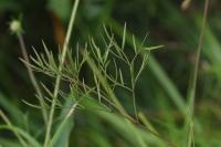 Peucedanum gallicum