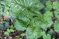 Arum italicum