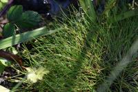 Isolepis setacea