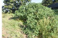 Datura stramonium