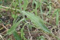 Andryala integrifolia