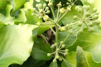 Hedera helix