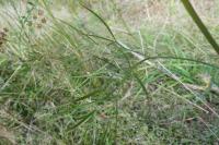 Peucedanum gallicum