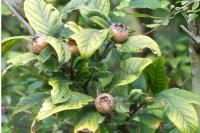 Crataegus germanica