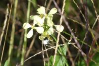 Raphanus raphanistrum