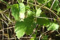 Raphanus raphanistrum