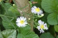 Erigeron annuus