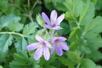 Erodium moschatum