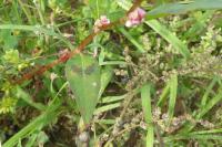 Persicaria maculosa