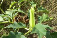 Datura stramonium