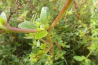 Portulaca oleracea