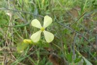 Raphanus raphanistrum
