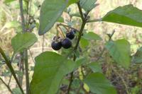 Solanum nigrum
