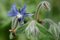 Borago officinalis