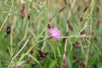 Centaurea calcitrapa